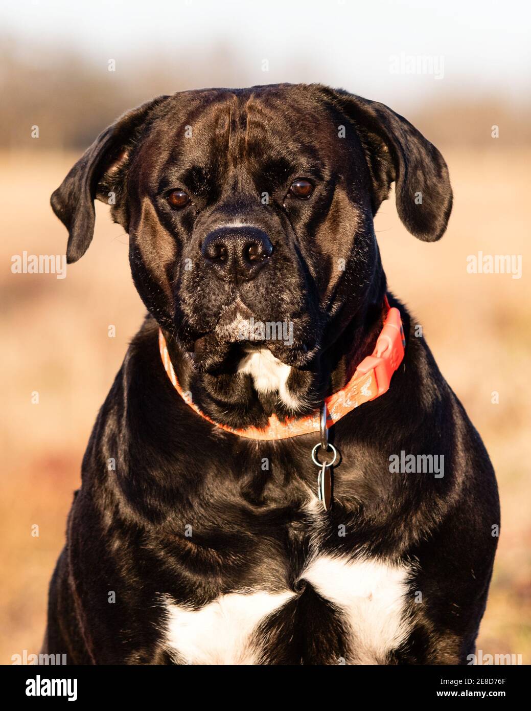 Portrait of a black and white mixed-breed adult dog with blurred background. Stock Photo
