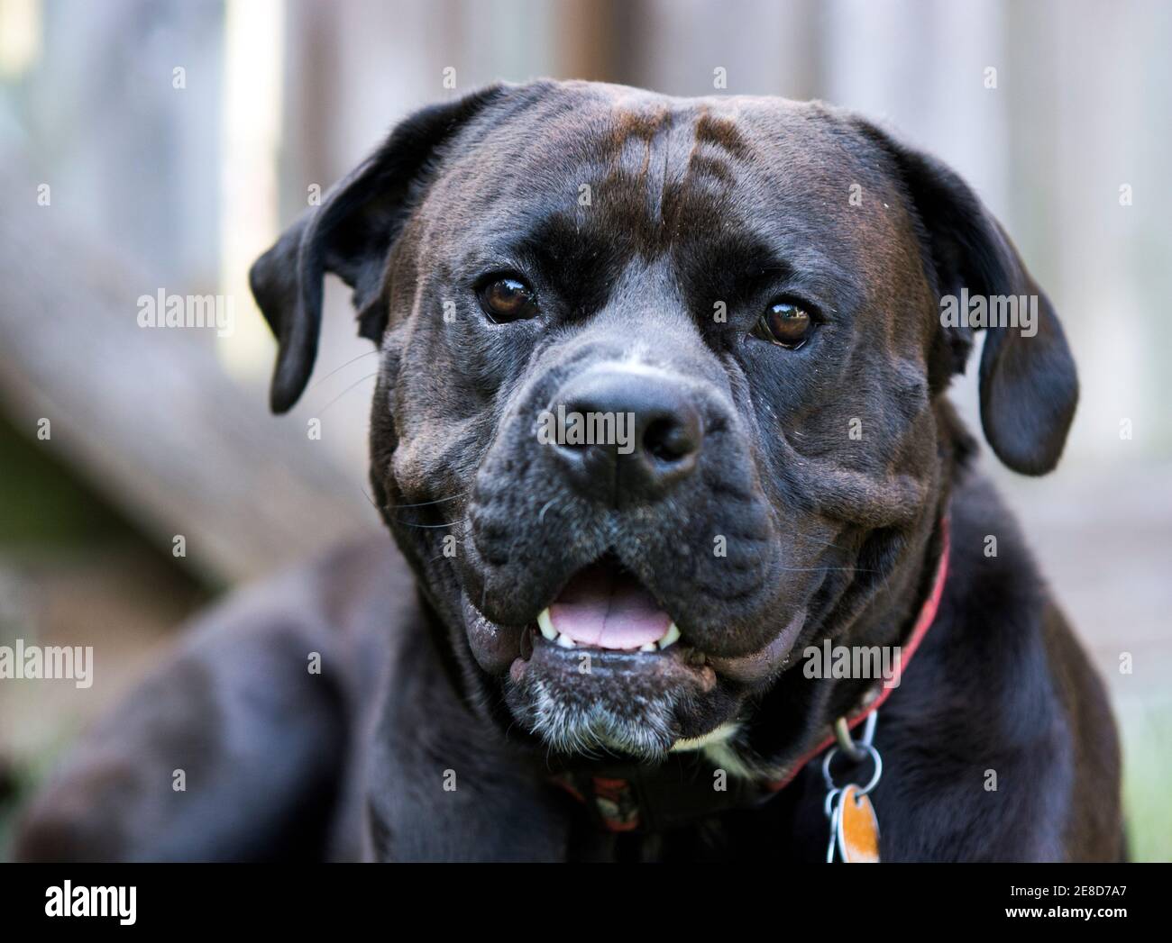Close up of a black cross-bred dog looking at the camera Stock Photo