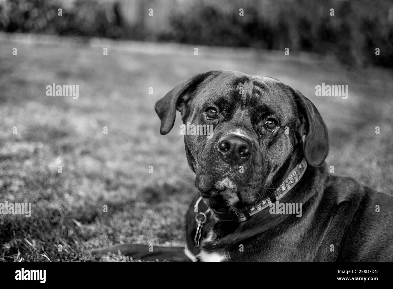 Black dog laying in the grass looking directly at the camera Stock Photo
