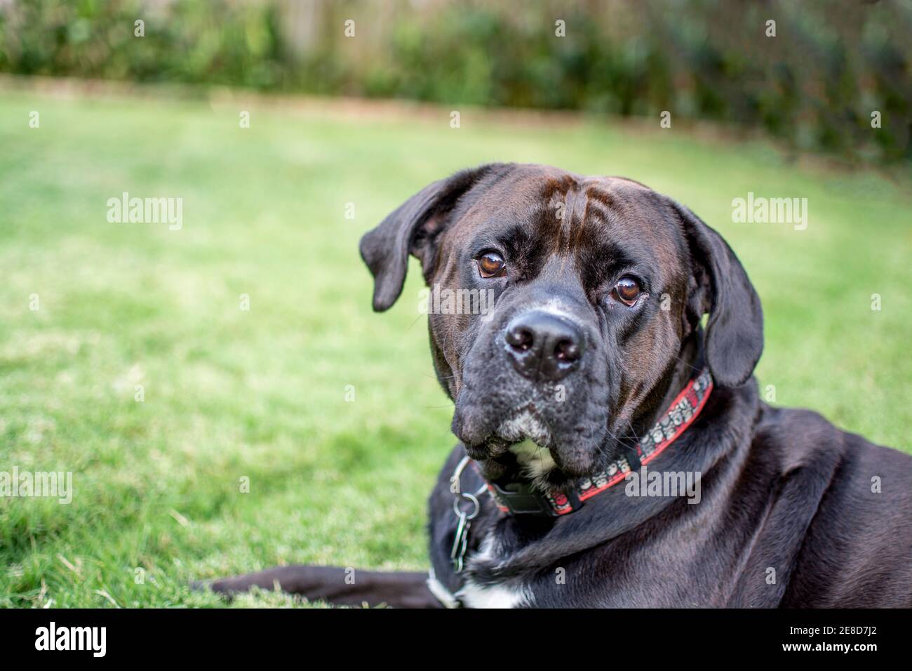 Black dog laying in the grass looking directly at the camera Stock Photo