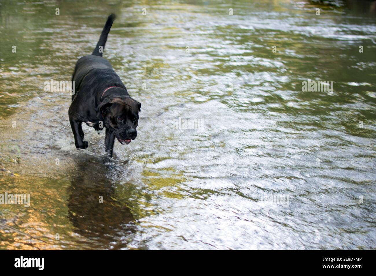 Black lab-cross dog to the left running through a creek with blank area to the right Stock Photo