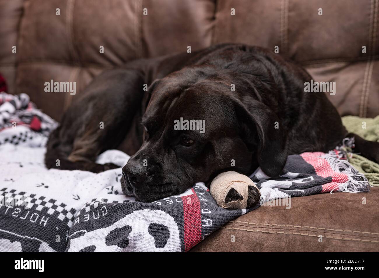 Black Labrador crossbred dog with a bandaged foot lying on blankets on a leather couch resting Stock Photo