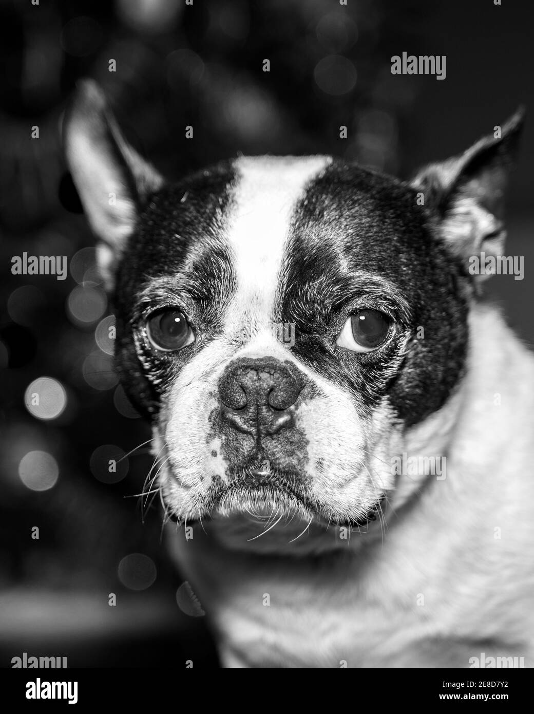 Brindle Boston Terrier head in monochrome with out of focus background Stock Photo
