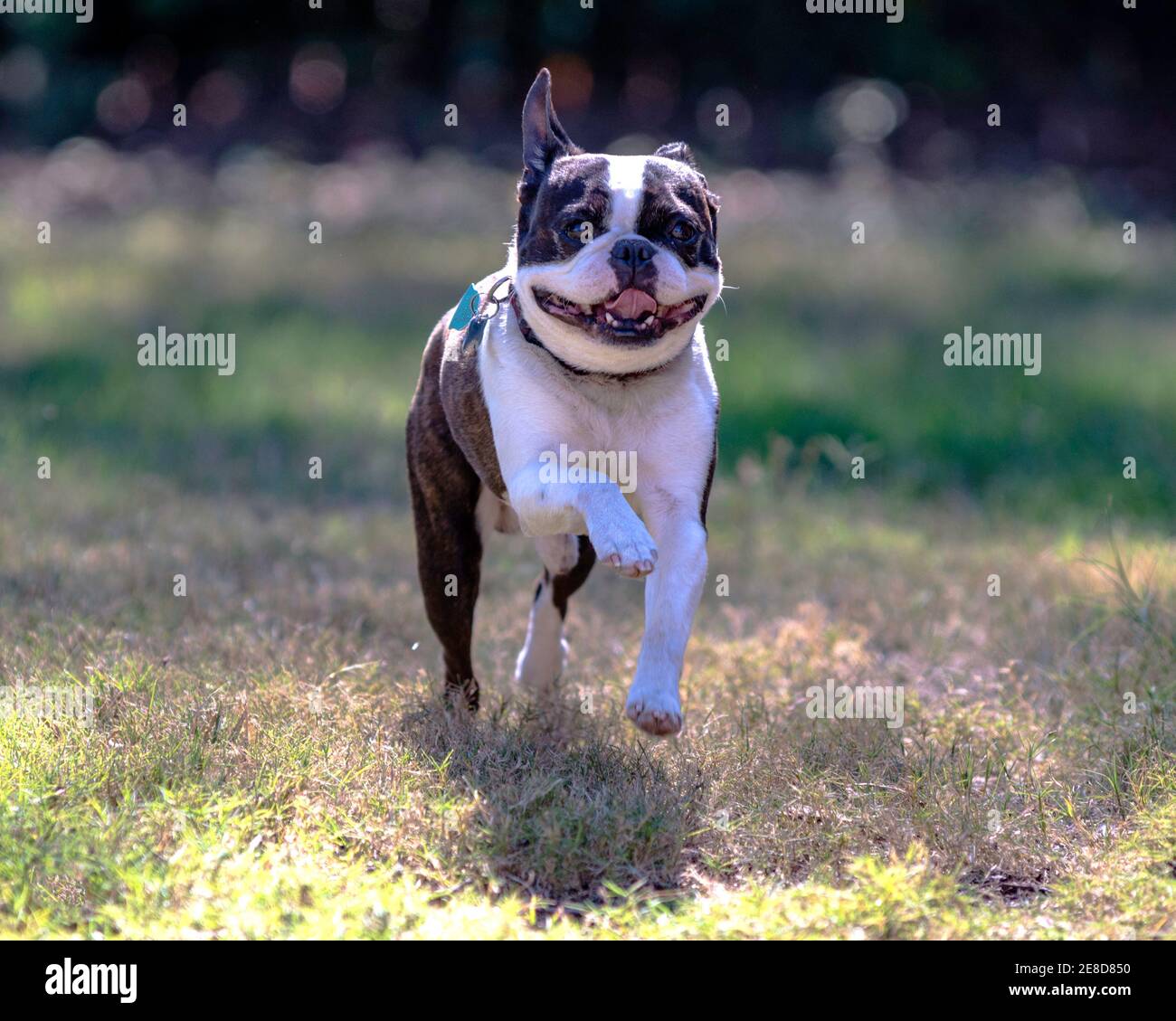 Greying Boston Terrier runs playfully toward the camera Stock Photo