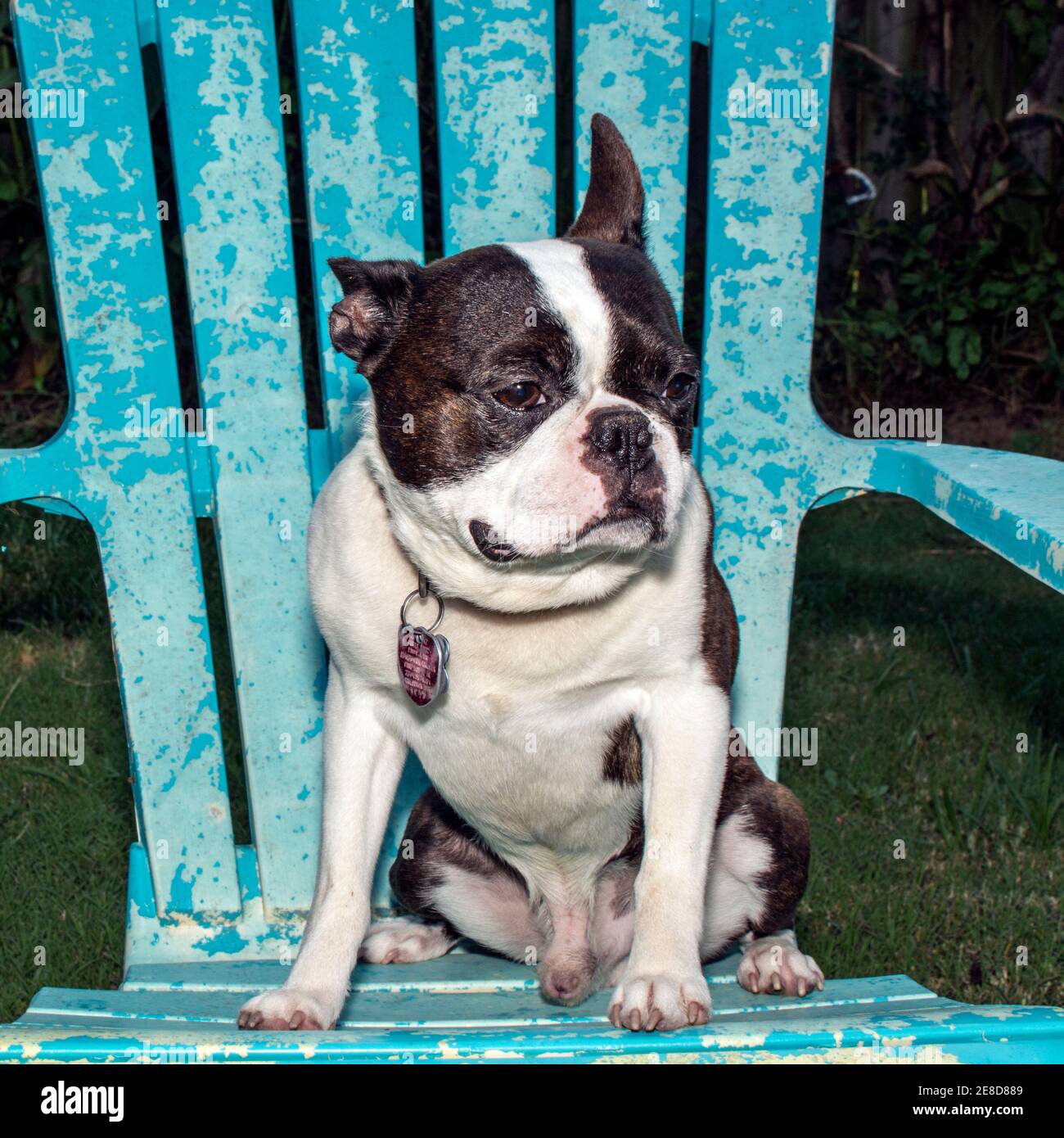 Boston Terrier male dog sittin on an chair with blue pealing paint Stock Photo