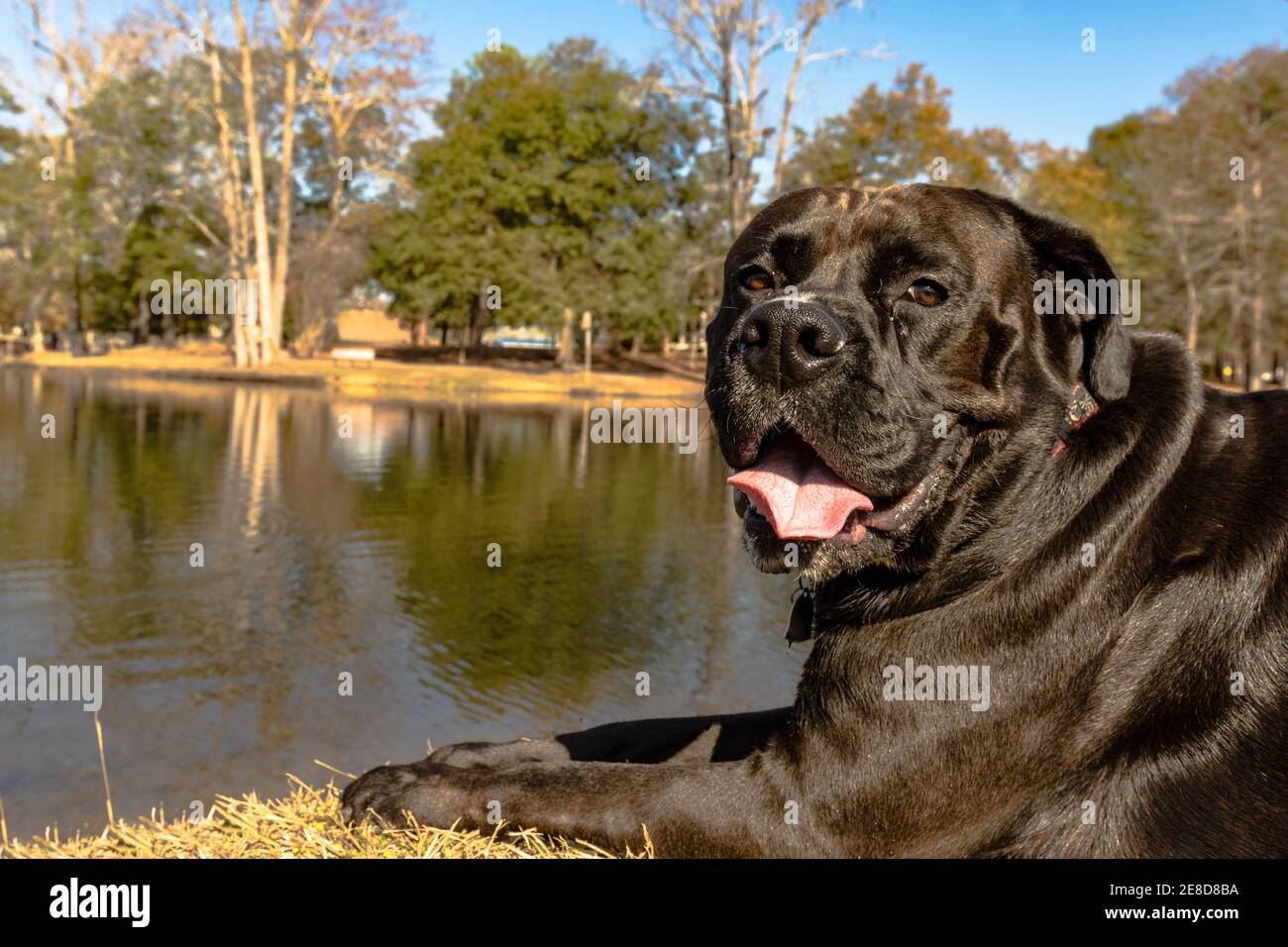 Close up of large black dog panting while lying next to a pond in December Stock Photo