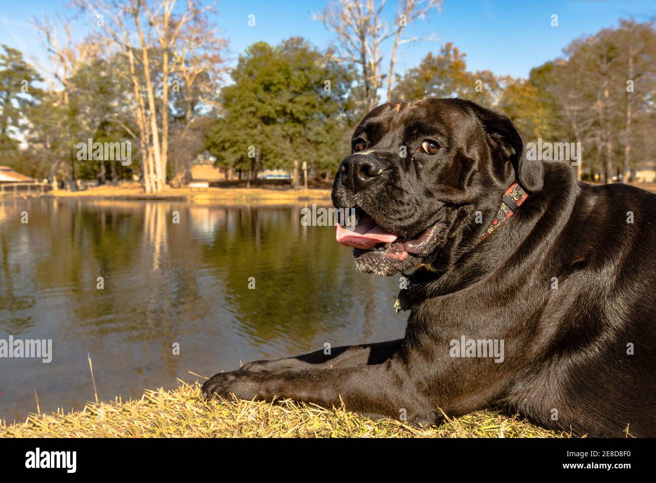 Large black dog lying next to a pond at a park looking sideways at the camera Stock Photo