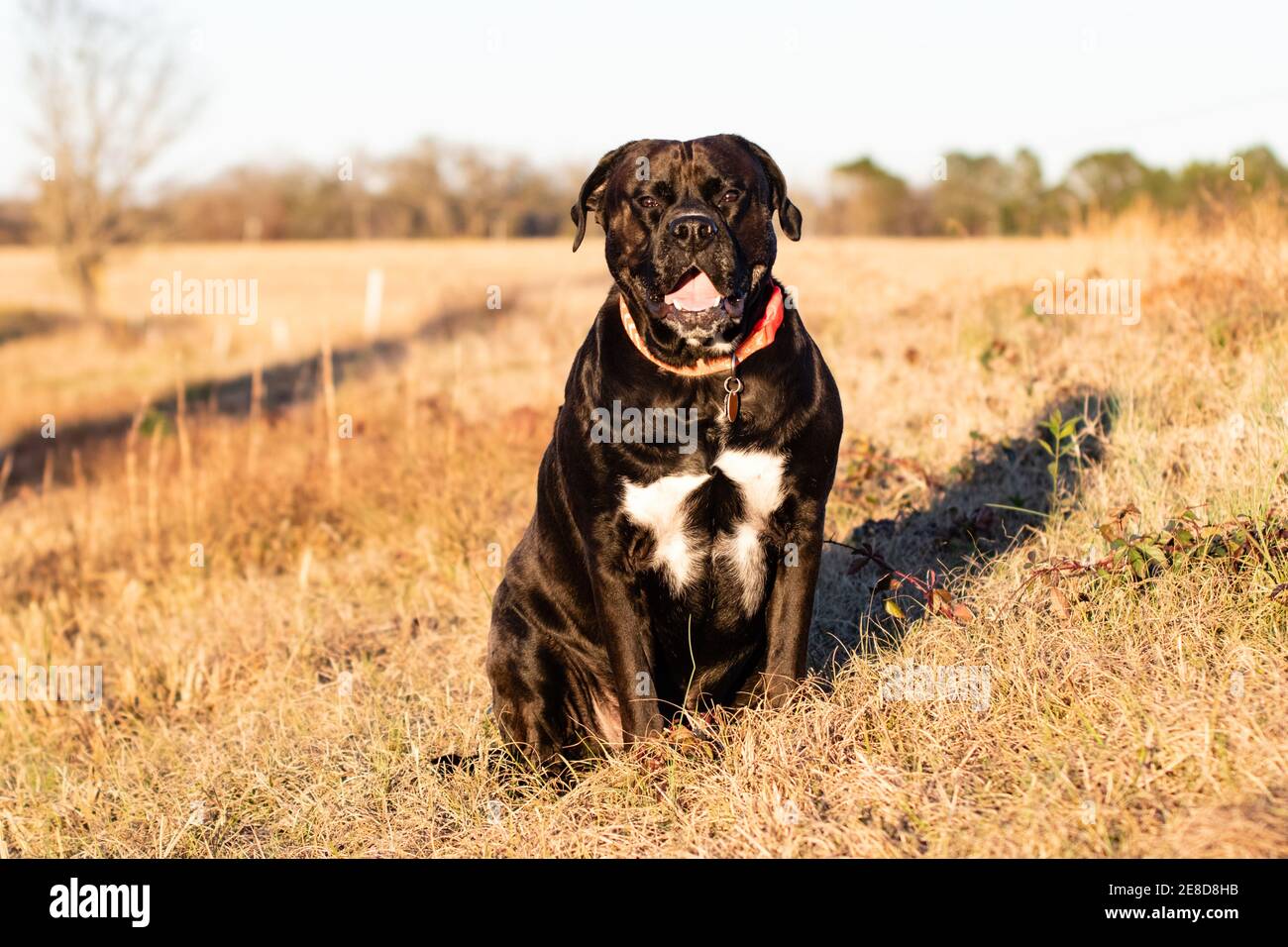 Large black and white mixed-breed adult dog sitting in a field of brown winter grass. Stock Photo