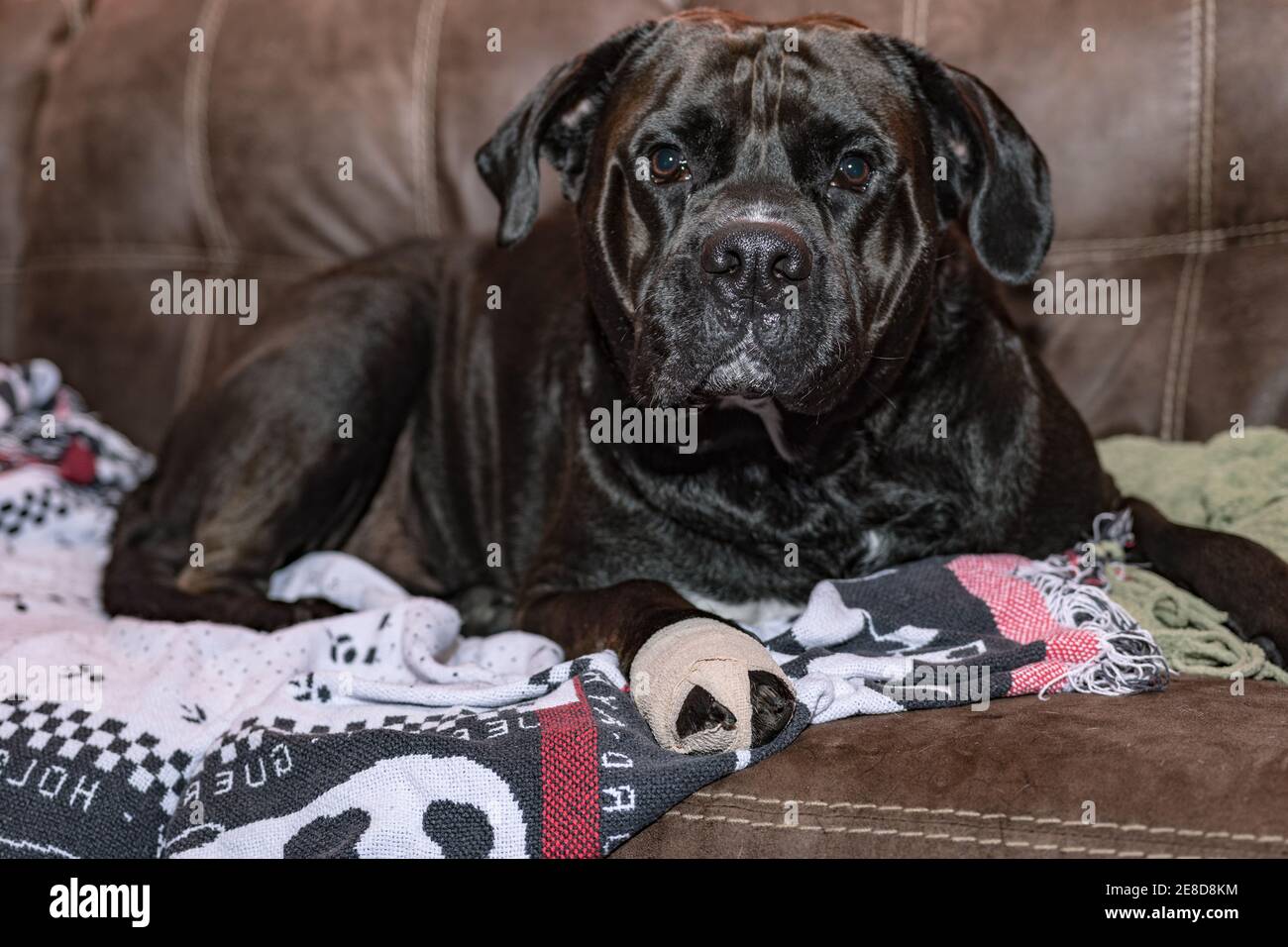 Large black dog with a bandage on his foot lying on a brown couch on blankets Stock Photo