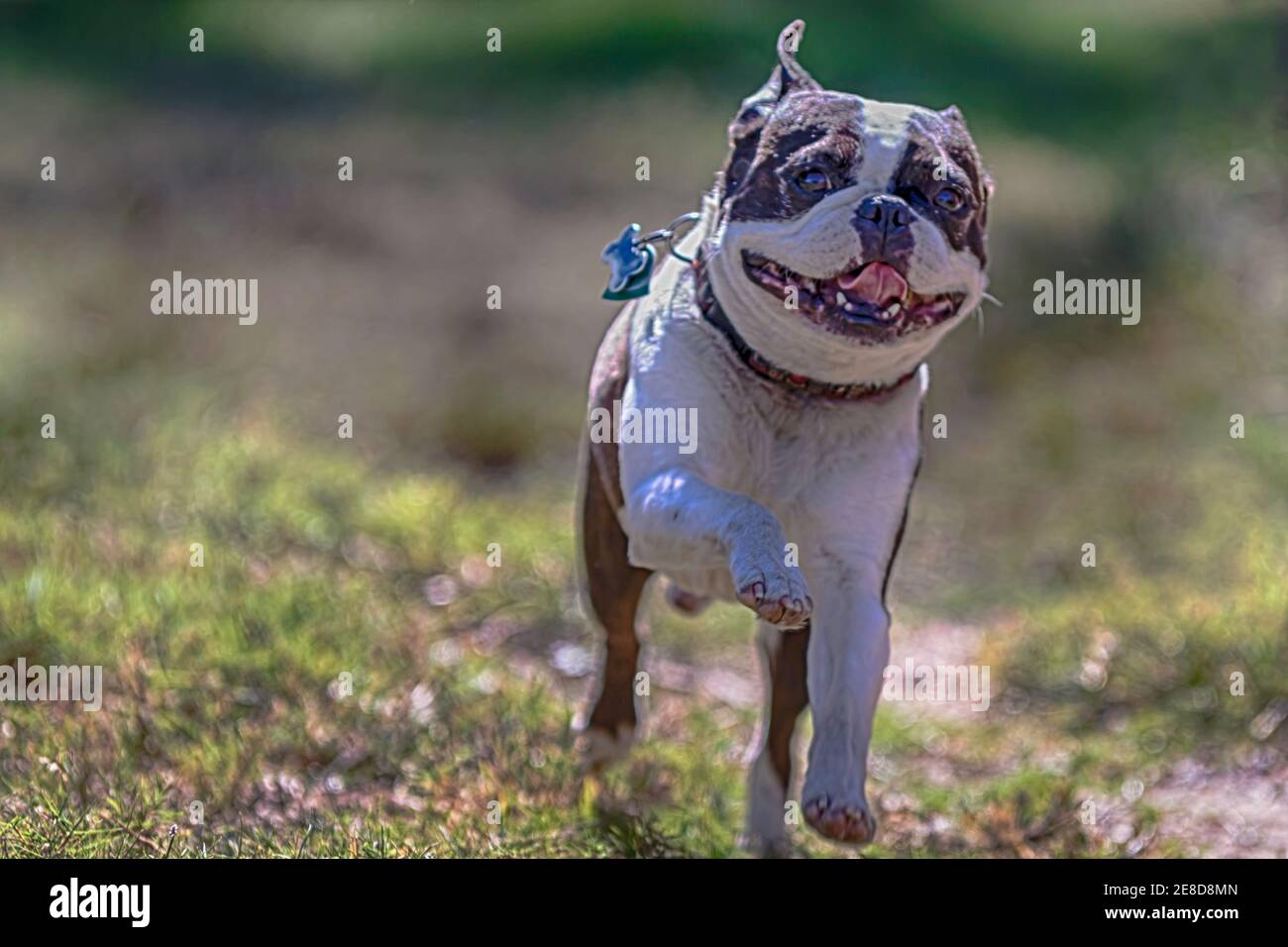HDR of a Boston Terrier running toward the camera Stock Photo