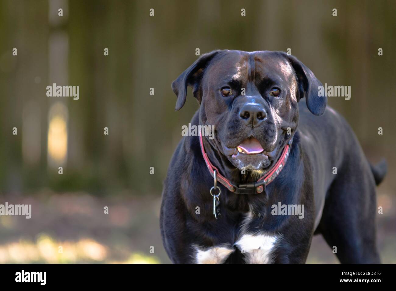 A black and white Lab-Pitt cross looking at the camera with blurred background Stock Photo