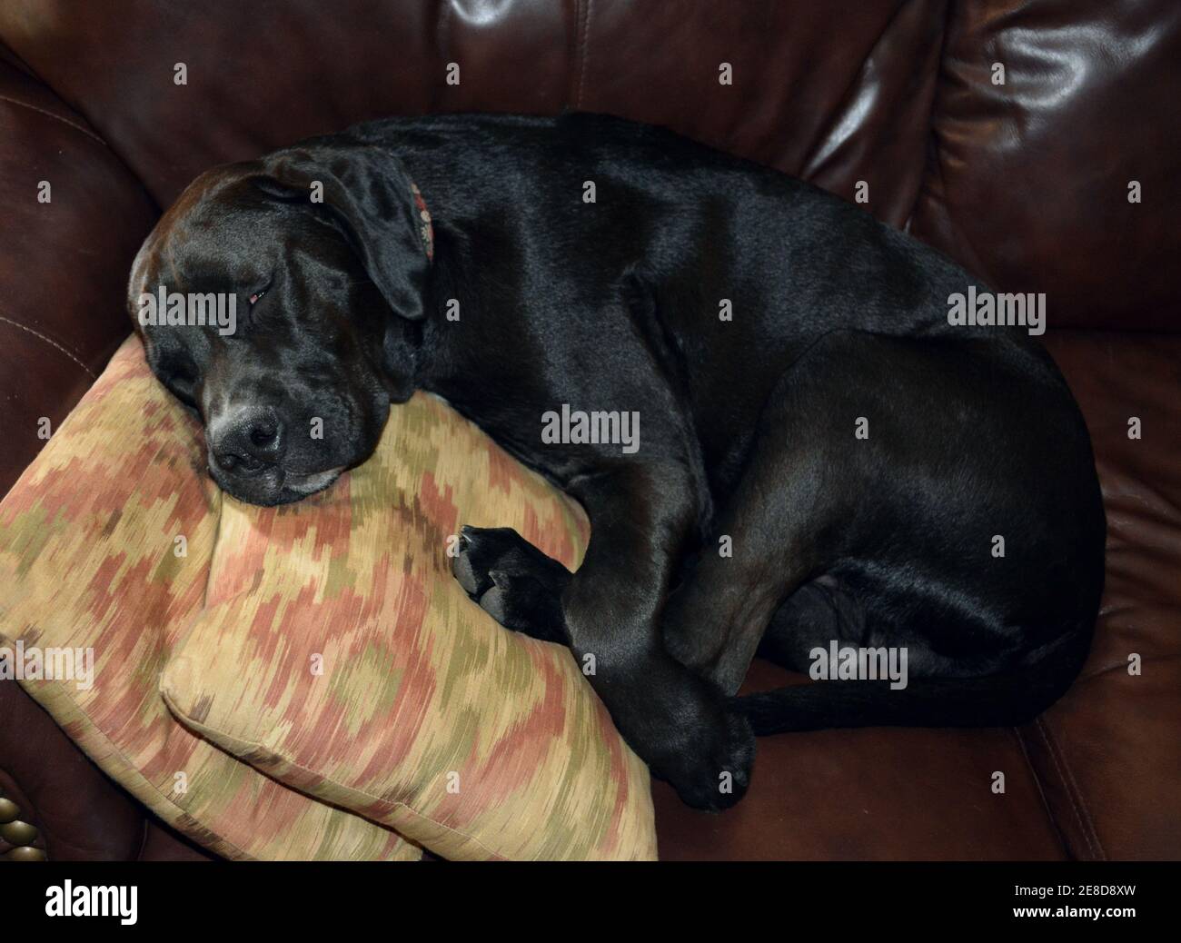 Large black dog sleeping on pillows on a leather couch. Stock Photo