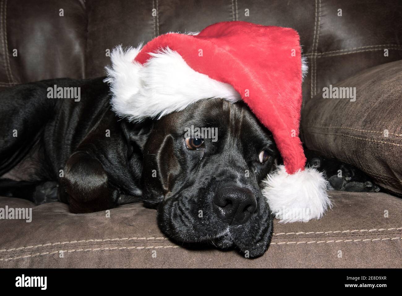 Large black dog wearing a santa claus hat while laying on a brown couch, looking to the right Stock Photo