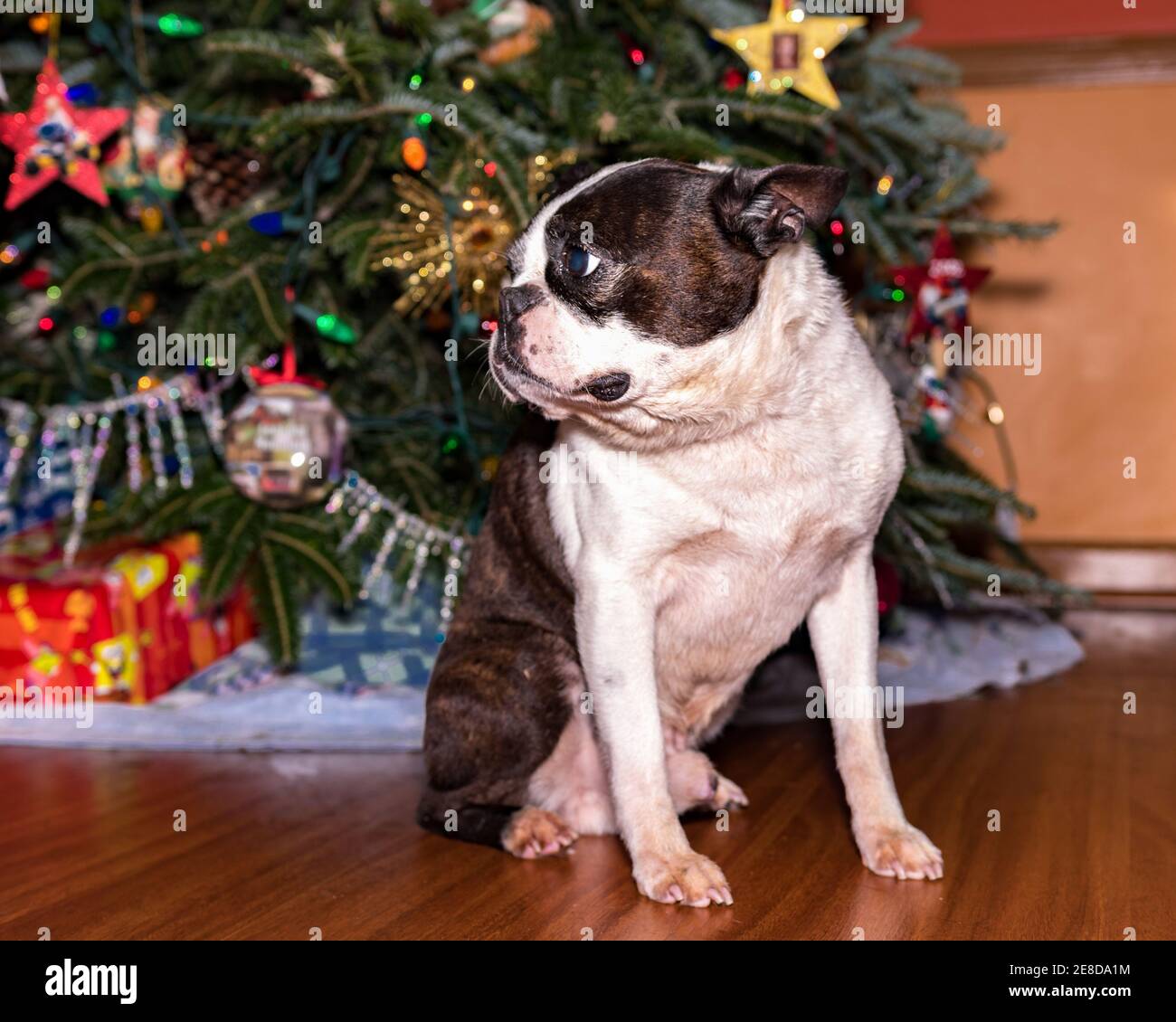 Brindled Boston Terrier looking back over his shoulder with a Christmas tree out of focus in the background - 5:4 ratio Stock Photo
