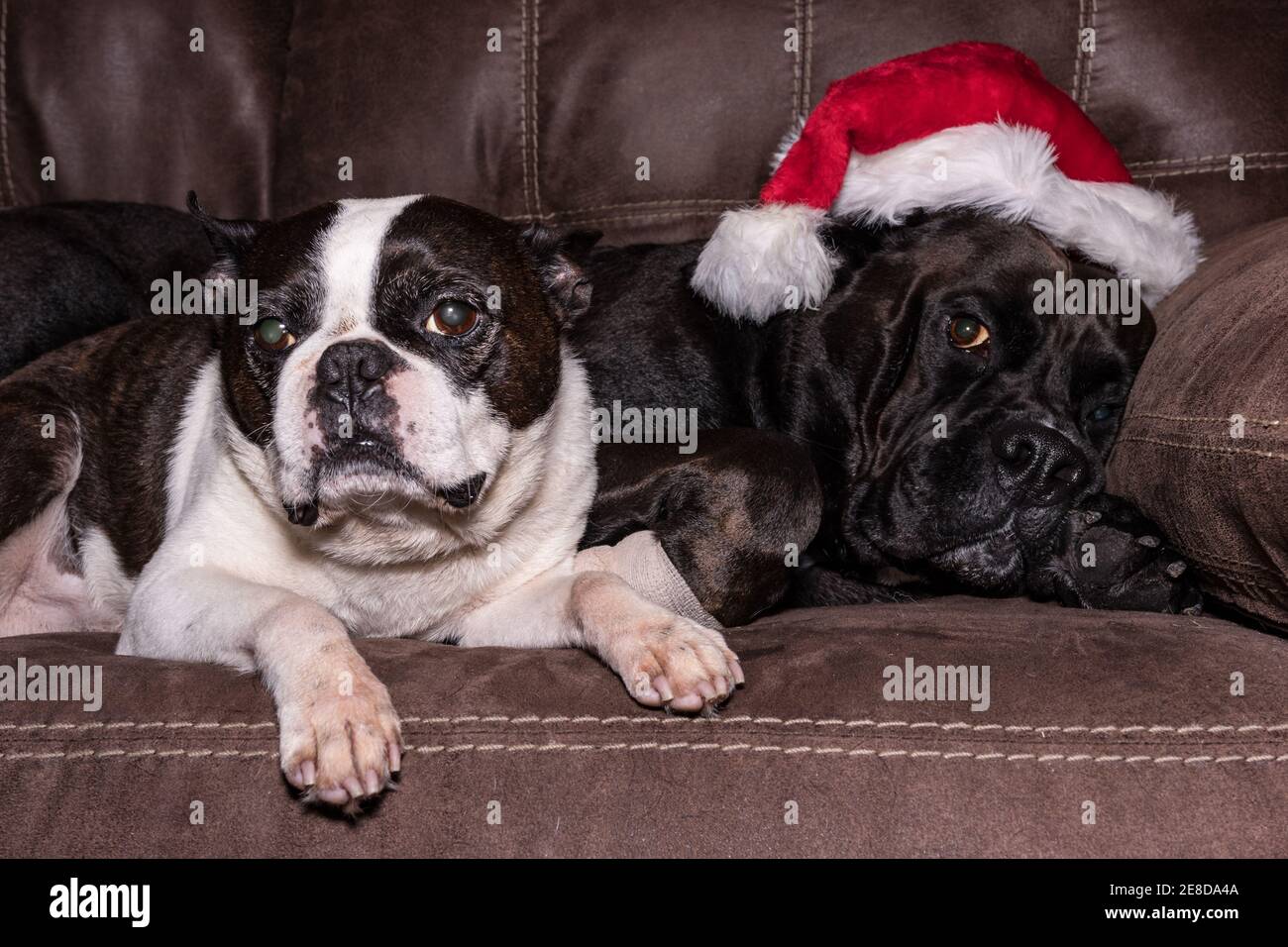 Older Boston Terrier with cataracts and a younger Labrador-cross with santa hat on a couch Stock Photo