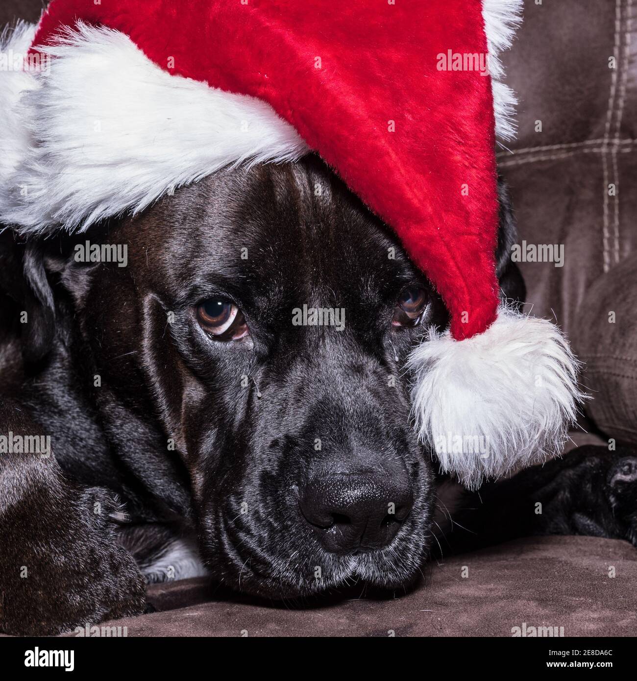Large black dog wearing a santa claus hat giving a look of exasperation Stock Photo