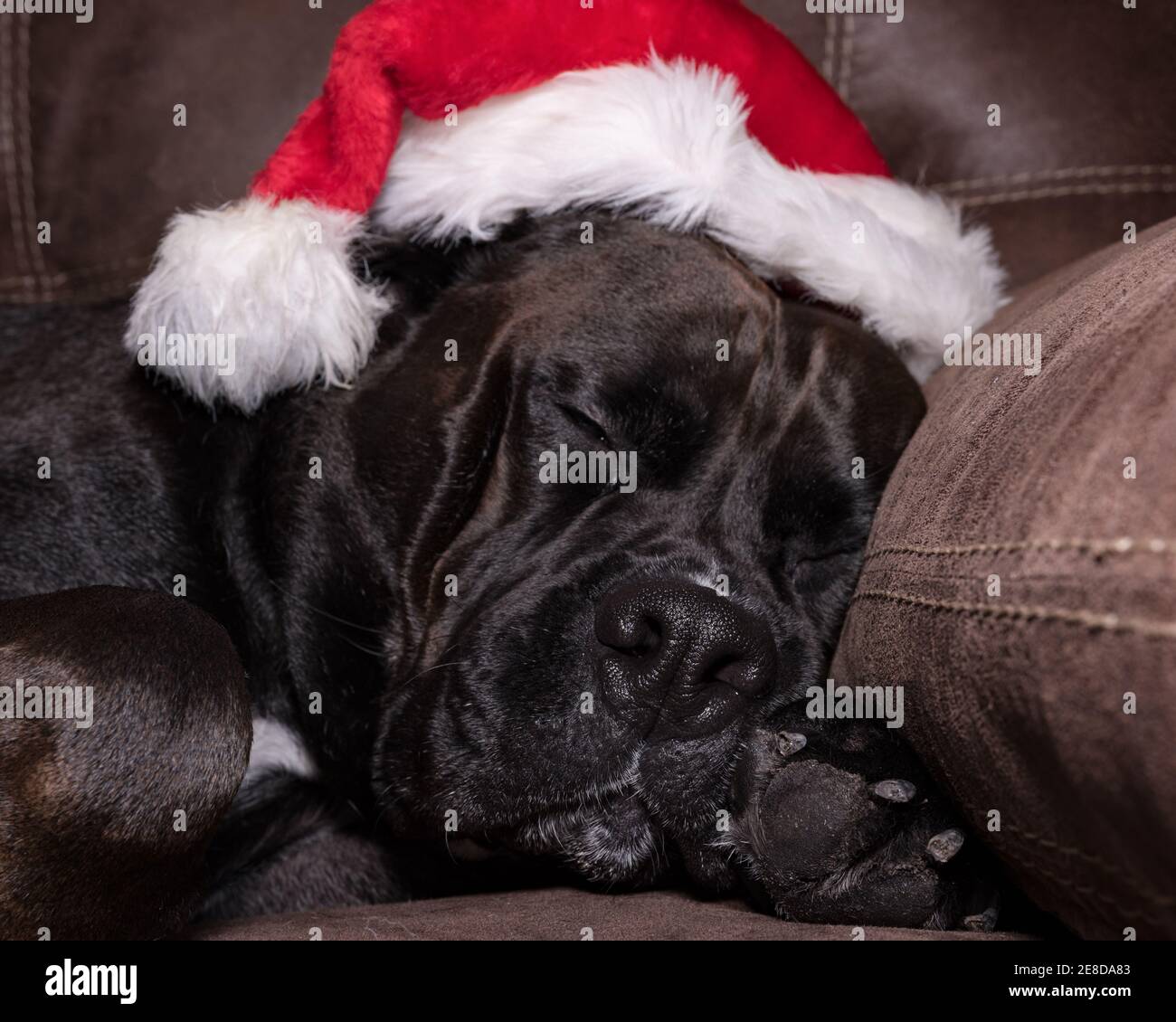 Large black dog sleeping on a couch with a santa's hat on his head Stock Photo