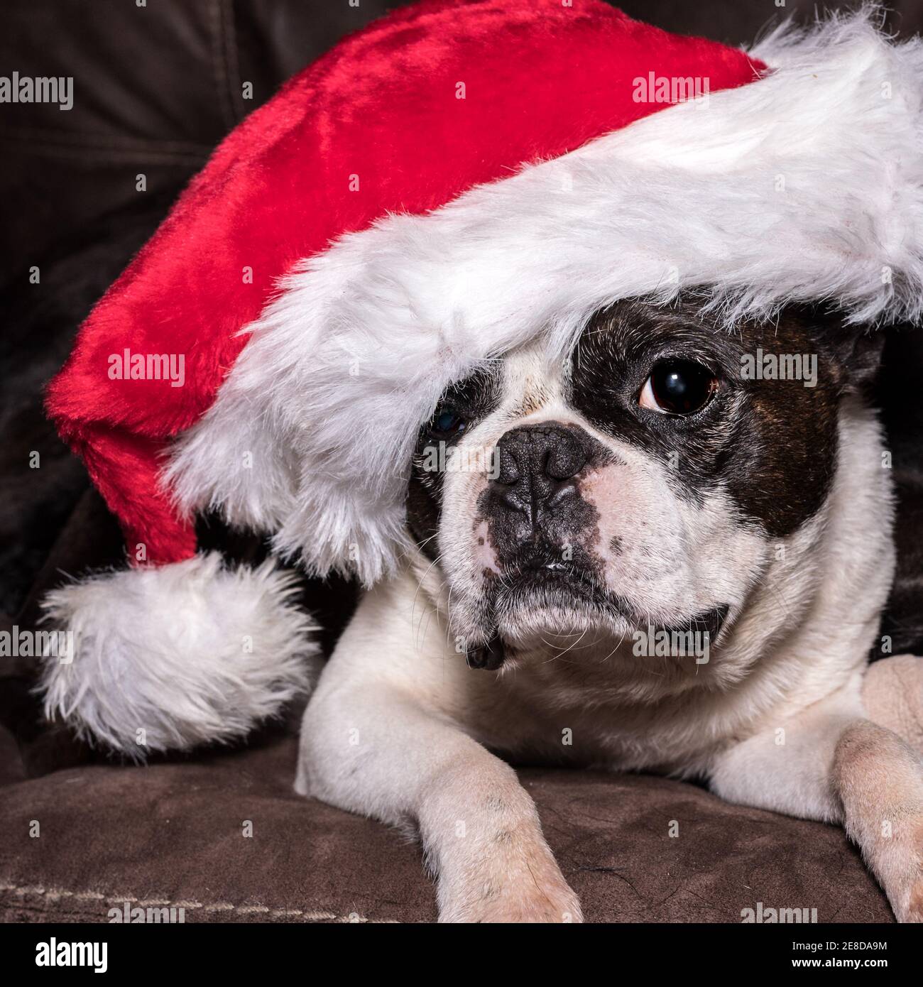 Aged Boston Terrier in a Santa Claus hat lying on a leather couch - square format Stock Photo