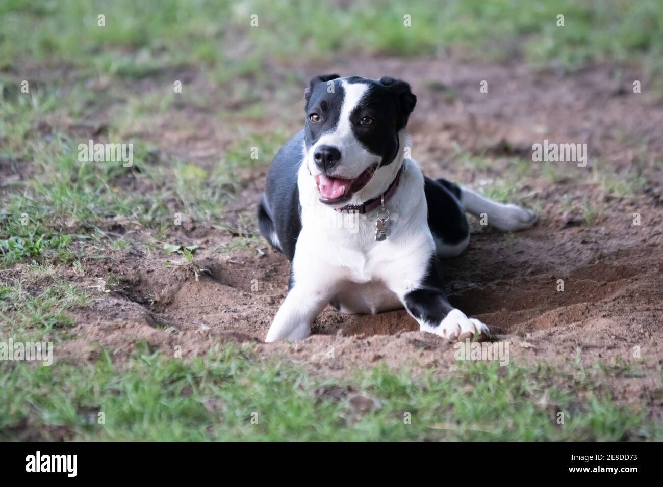 Black and white Border Collie crossbred dog  with ears pinned back looking at the camera while lying in a hole it has just dug in the yard with blurre Stock Photo