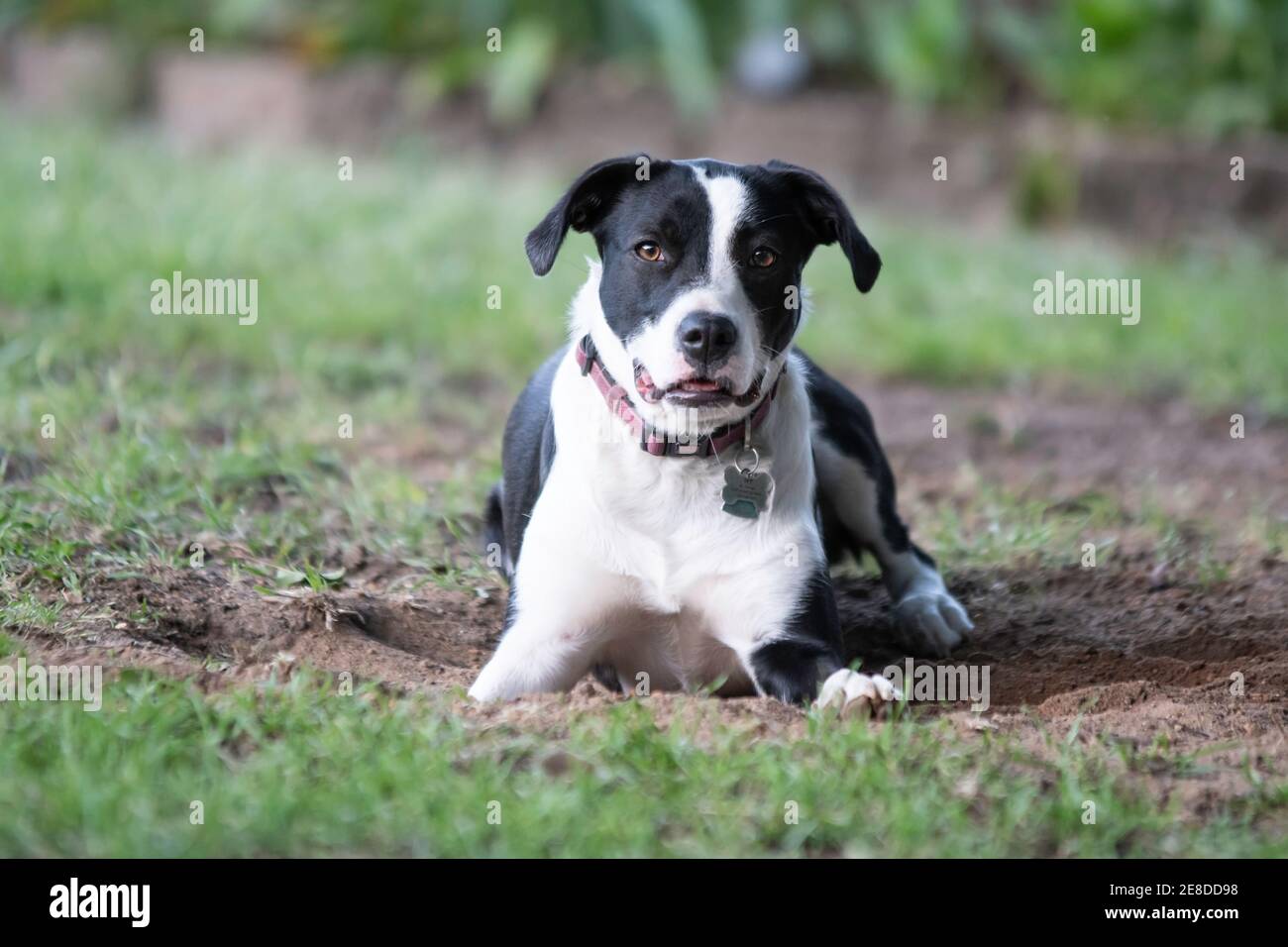 Black and white Border Collie crossbred dog looking at the camera while lying in a hole it has just dug in the yard with blurred background. Stock Photo