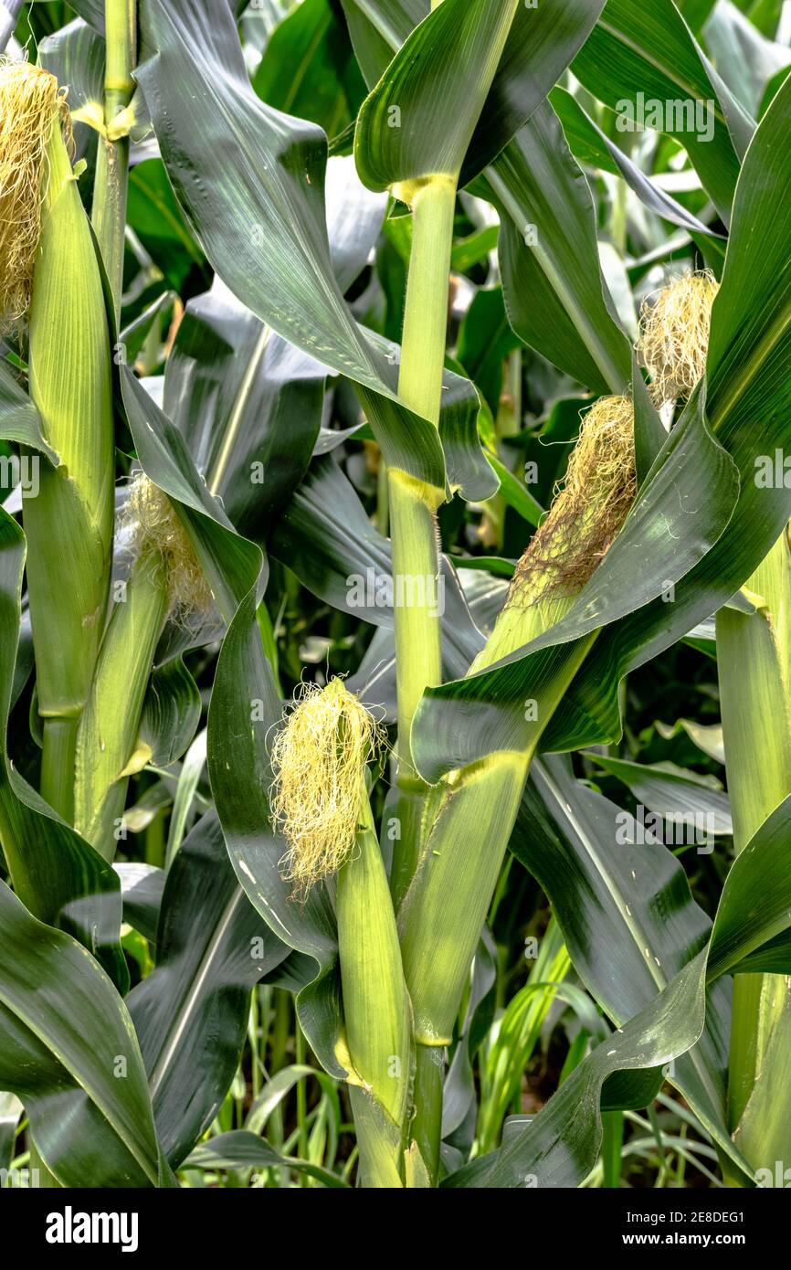 Ears of field corn on the stalk Stock Photo Alamy
