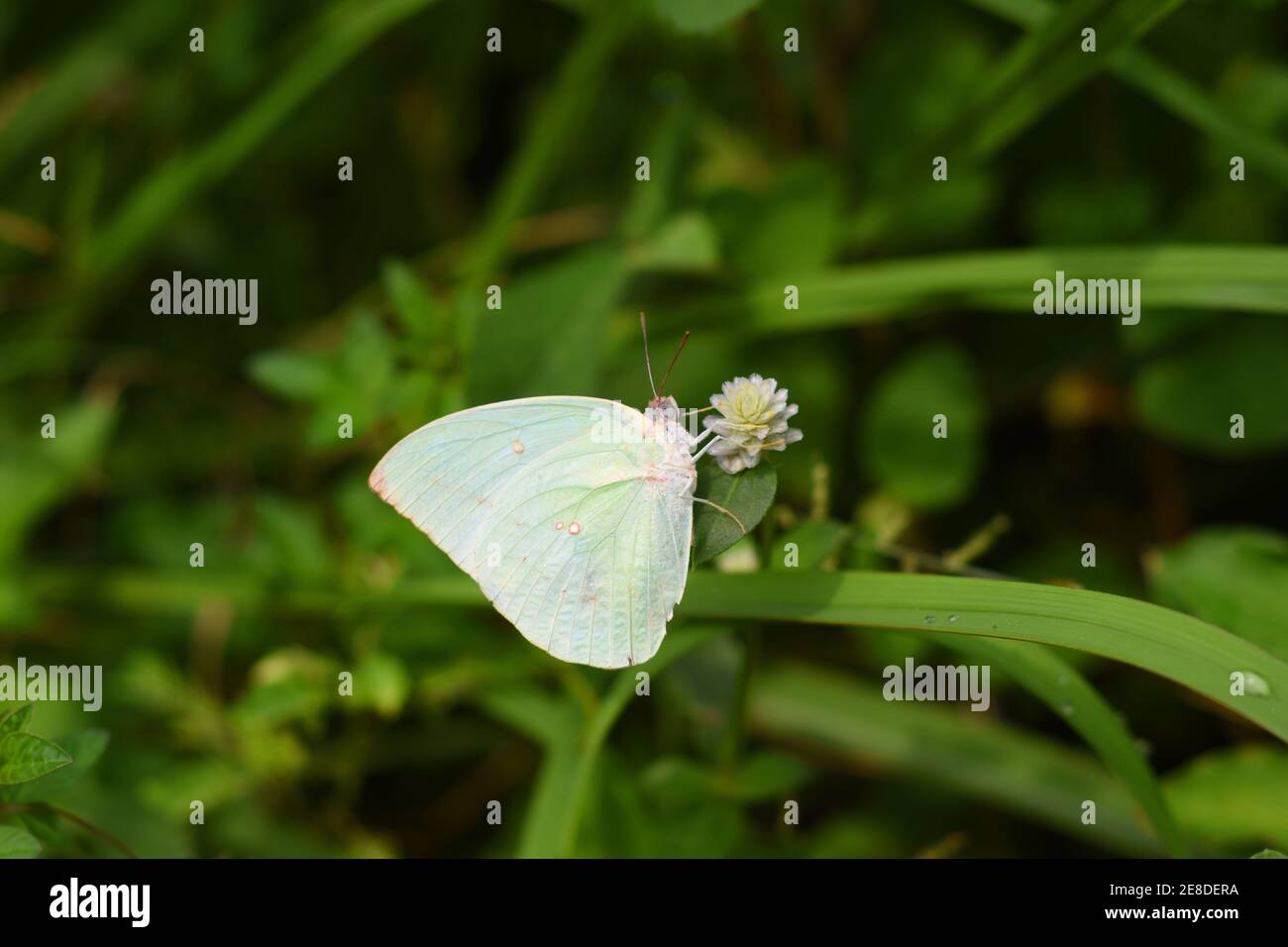 Lemon emigrant butterfly visiting white gomphrena Stock Photo