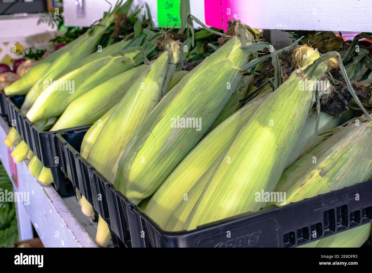 sweet corn on display for sale at a farmers' market Stock Photo Alamy