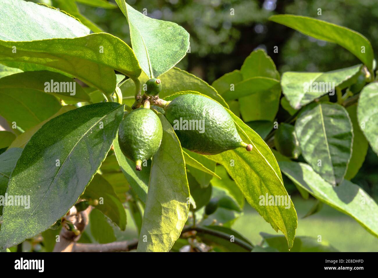 Limes growing on a lime tree Stock Photo Alamy