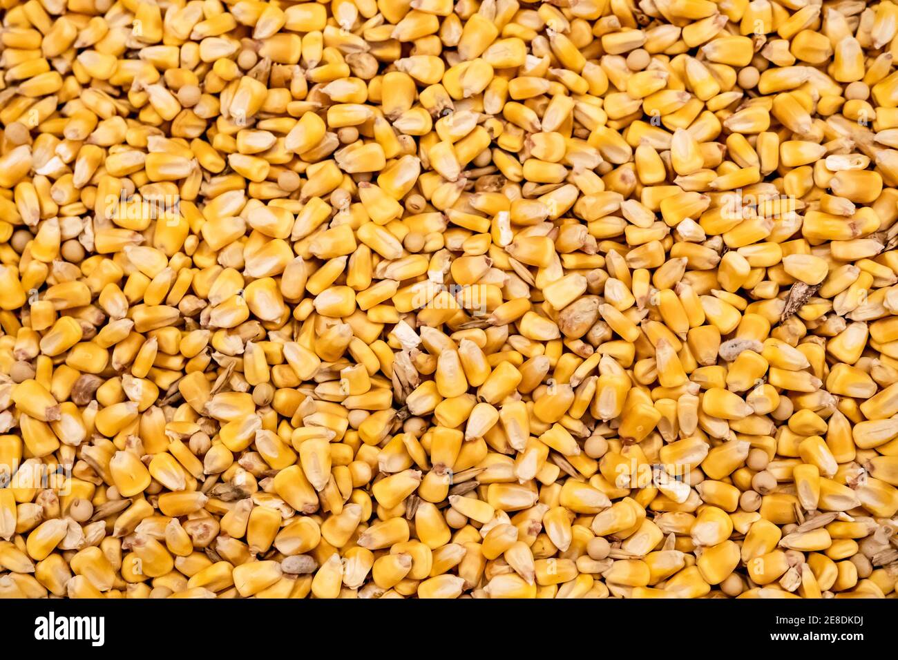 Agricultural background of yellow corn kernels Stock Photo