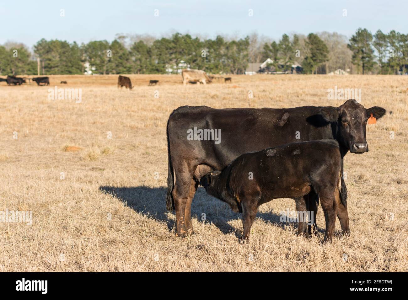 Angus calf nursing with cattle in the background and blank area to the left Stock Photo