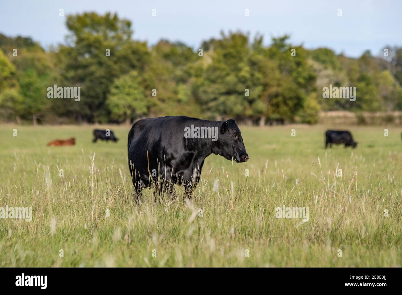 Black Angus beef cow looking to the right  standing in tall late summer pasture with other cows in the background out of focus. Stock Photo
