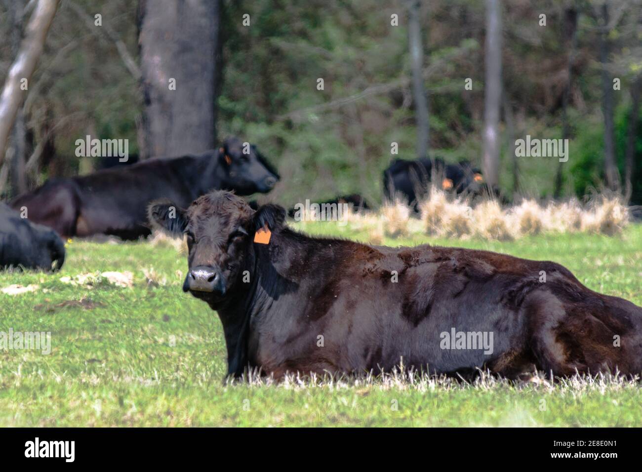 Black Angus cow lying down chewing its cud with other cows lying down