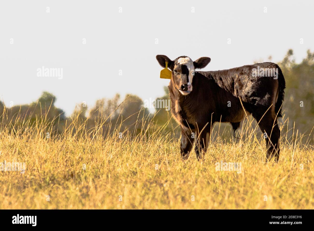 Black Angus crossbred calf in a field of tall brown grass Stock Photo