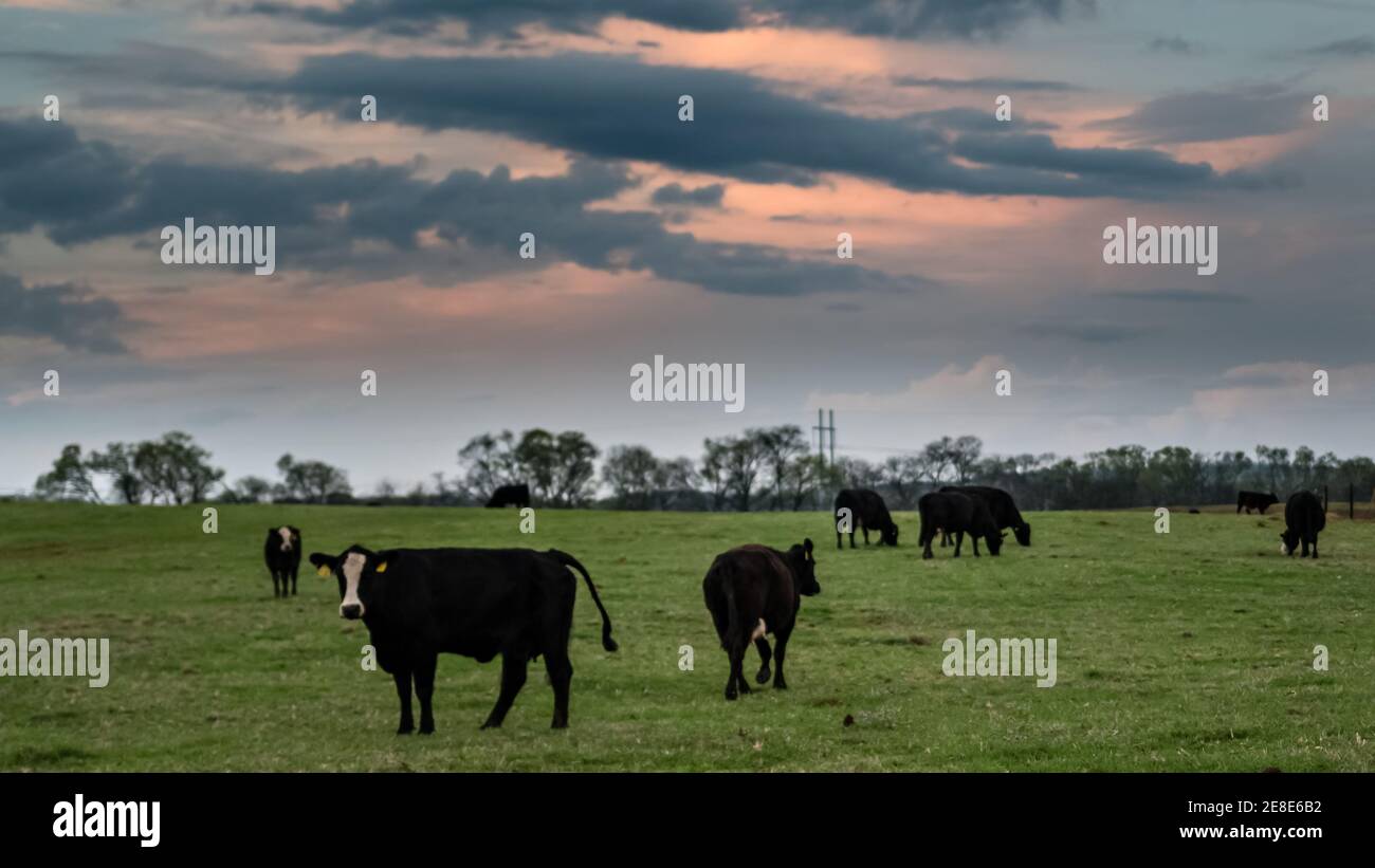 Herd of Angus crossbred cows in a spring pasture at dusk with colorful sky. Stock Photo