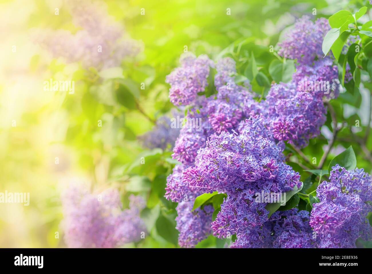 A bush of blooming lilacs in the sun. Spring flowers Stock Photo
