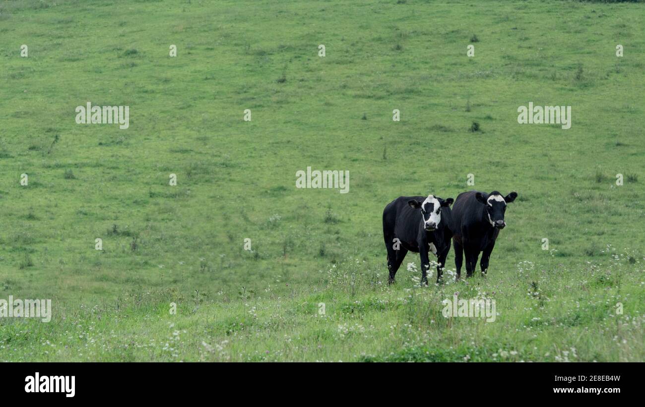Two black and white heifers to the lower right on a pasture background ...
