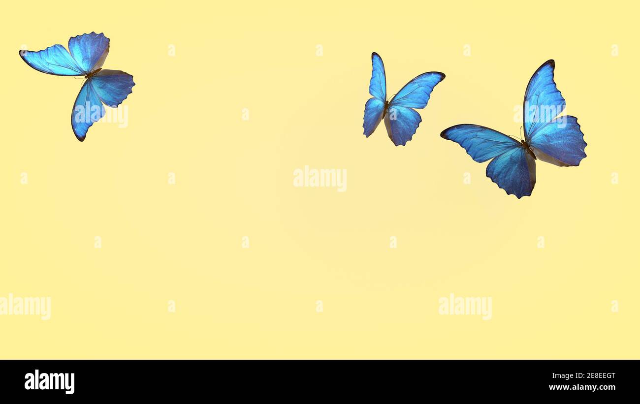 flight of summer blue butterflies. butterfly on a light background. 3d rendering Stock Photo - Alamy flight of summer blue butterflies. butterfly on a light background. 3d rendering Stock Photo - Alamy