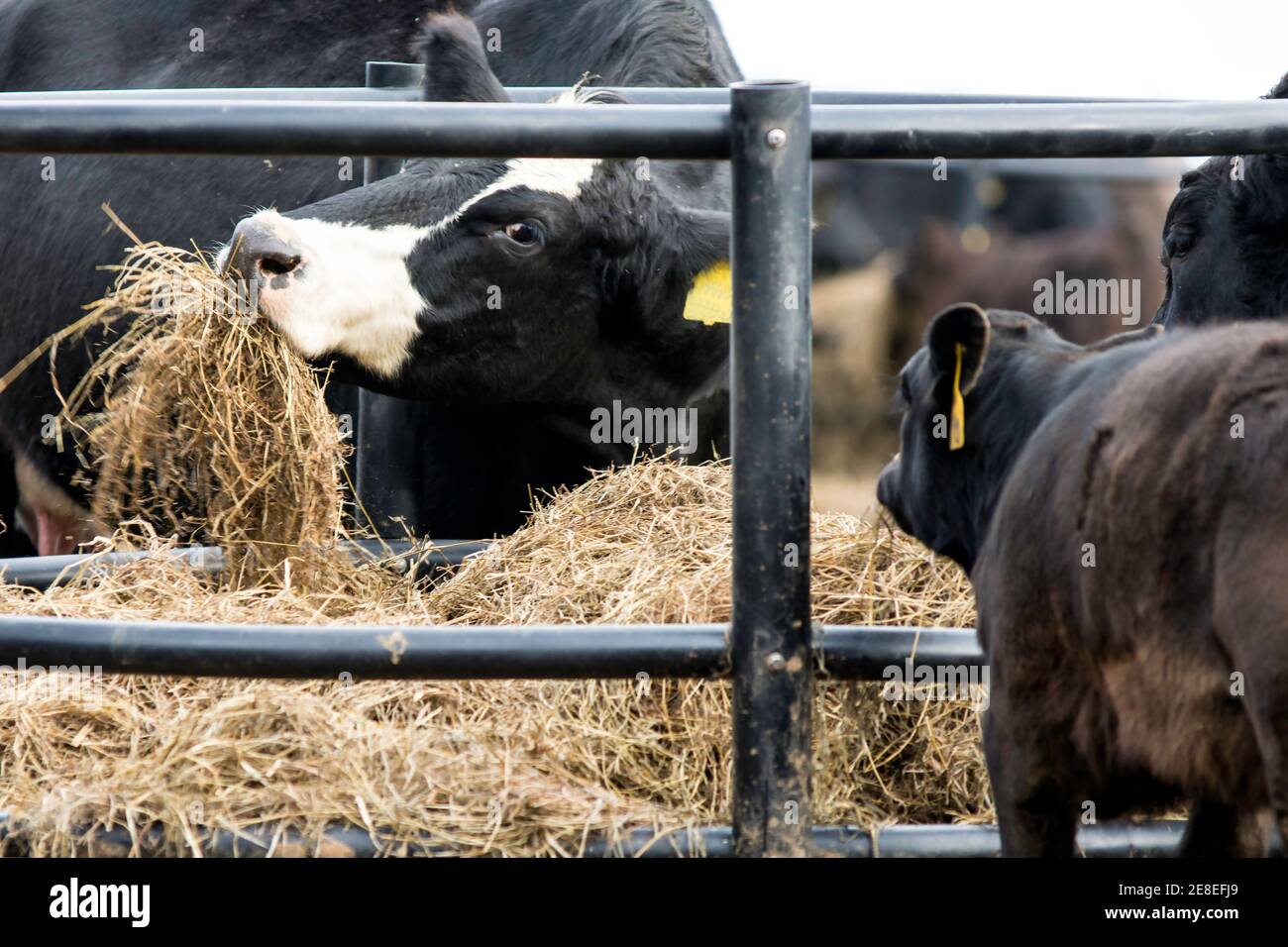 Black and white Angus crossbred cow eating hay out of a round hay bale