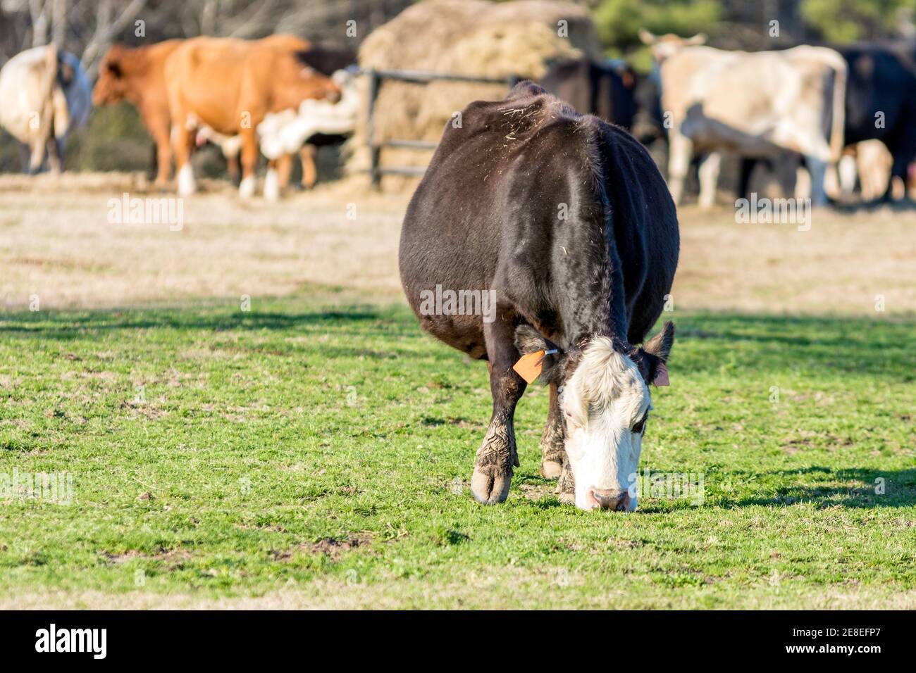 2,400+ Grass Fed Stock Photos, Pictures & Royalty-Free Images