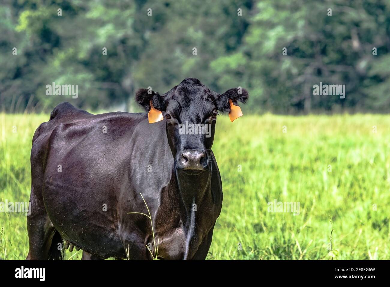 Black Angus brood cow from the chest up to the left with blank area to the right Stock Photo