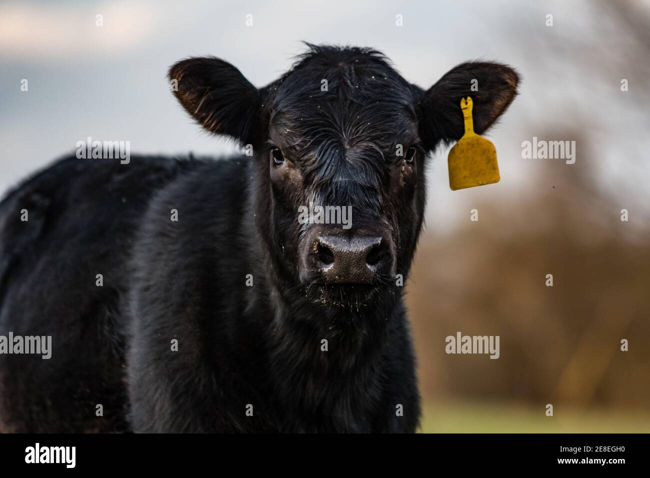 Close up of black Angus calf with yellow ear tag and out-of-focus background Stock Photo