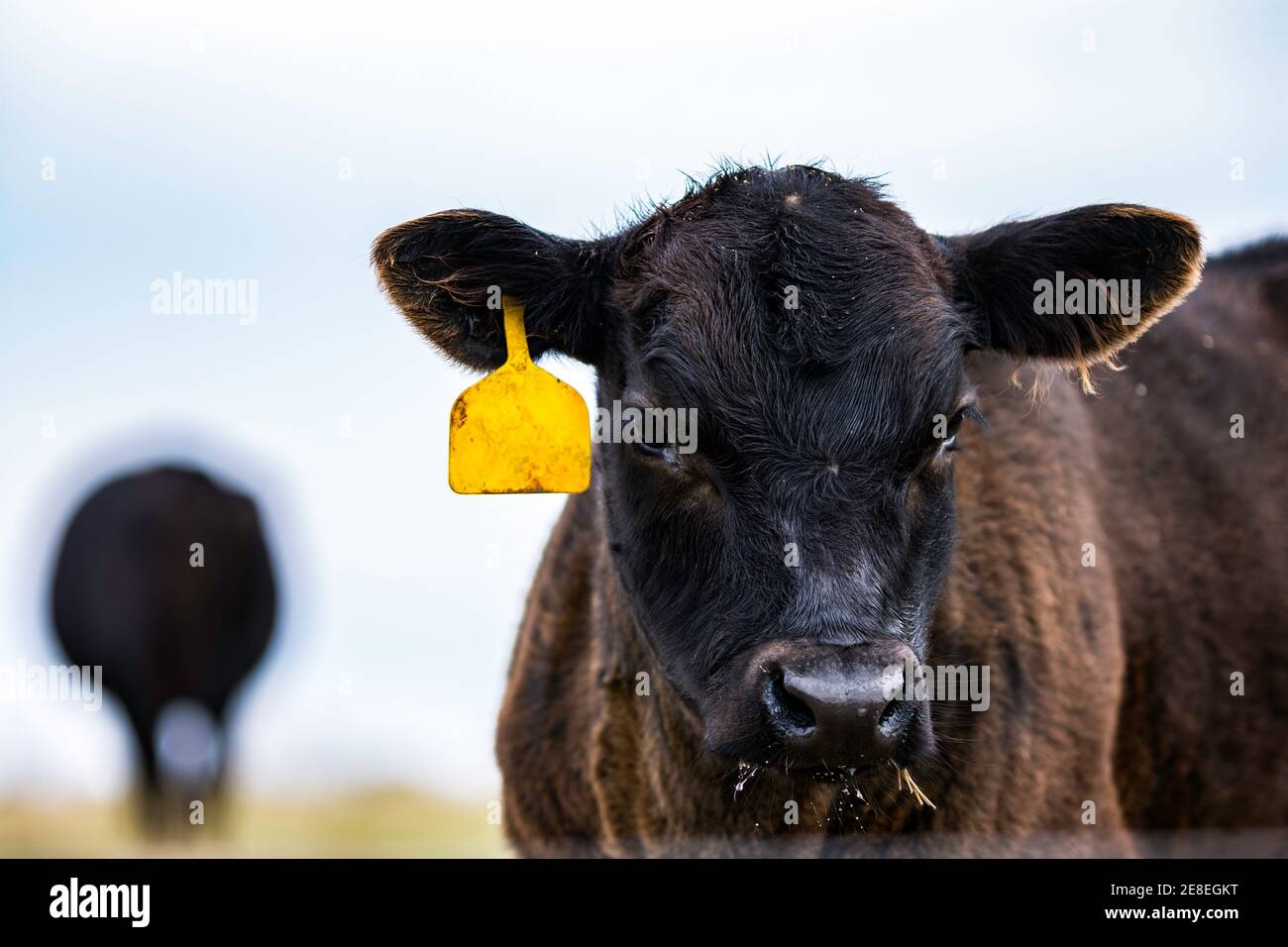 Black Angus calf close up to the right with out of focus cow in the background Stock Photo