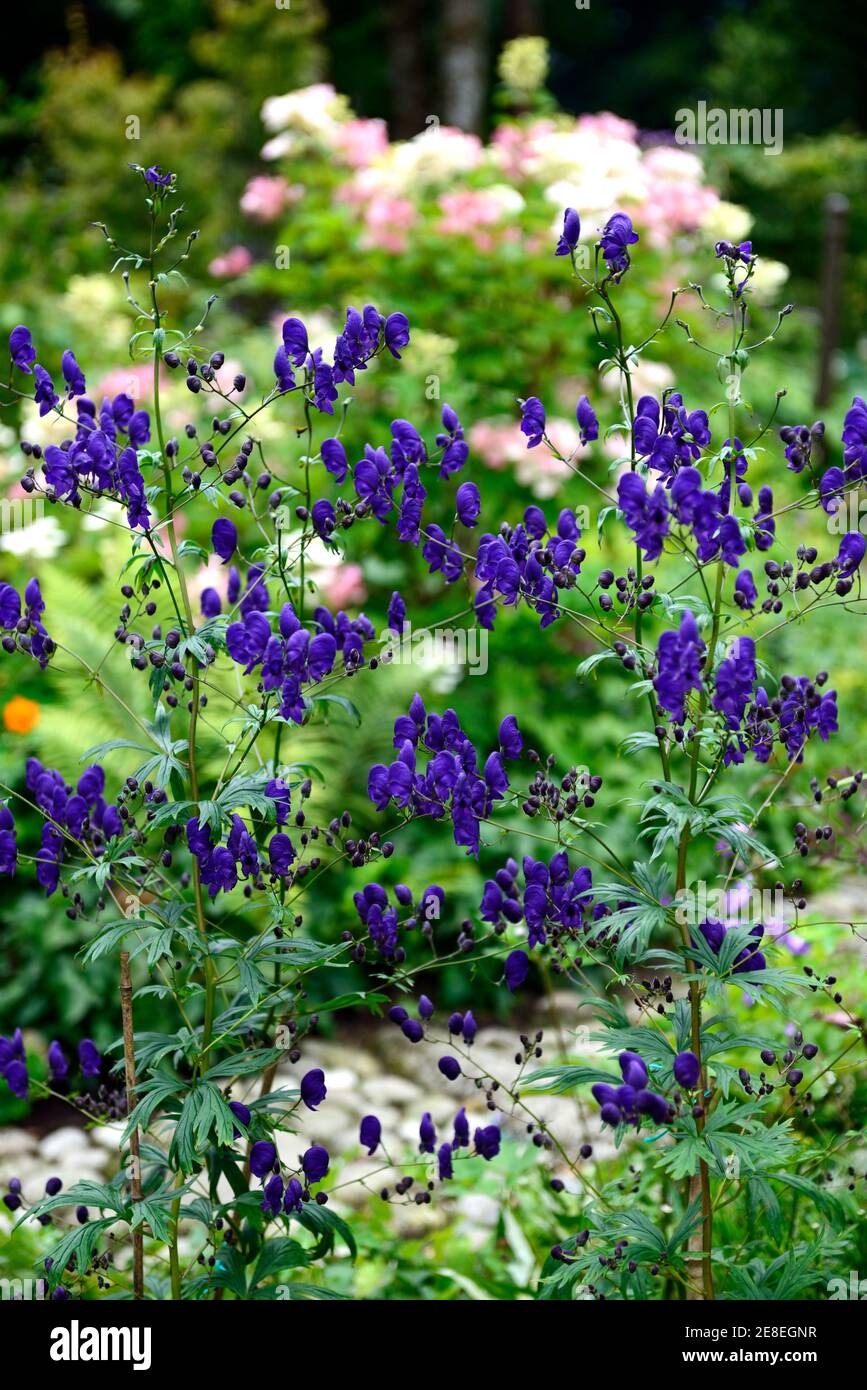 aconitum carmichaelii arendsii,purple flowers,wolfsbane,monkshood,flowering,summer,poisonous,RM floral Stock Photo