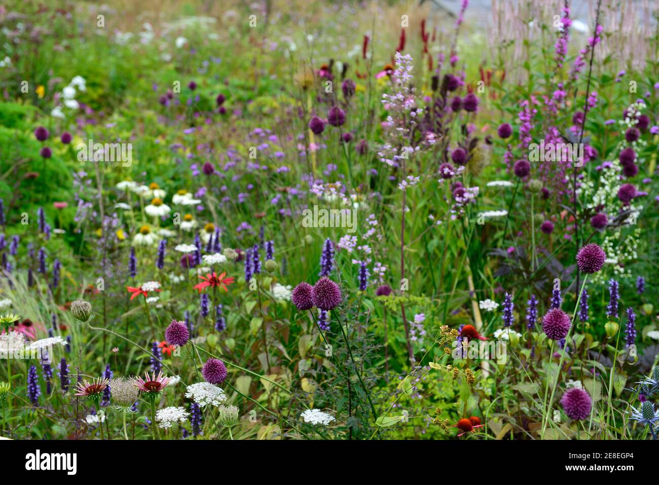 Pruple flower bed hires stock photography and images Alamy