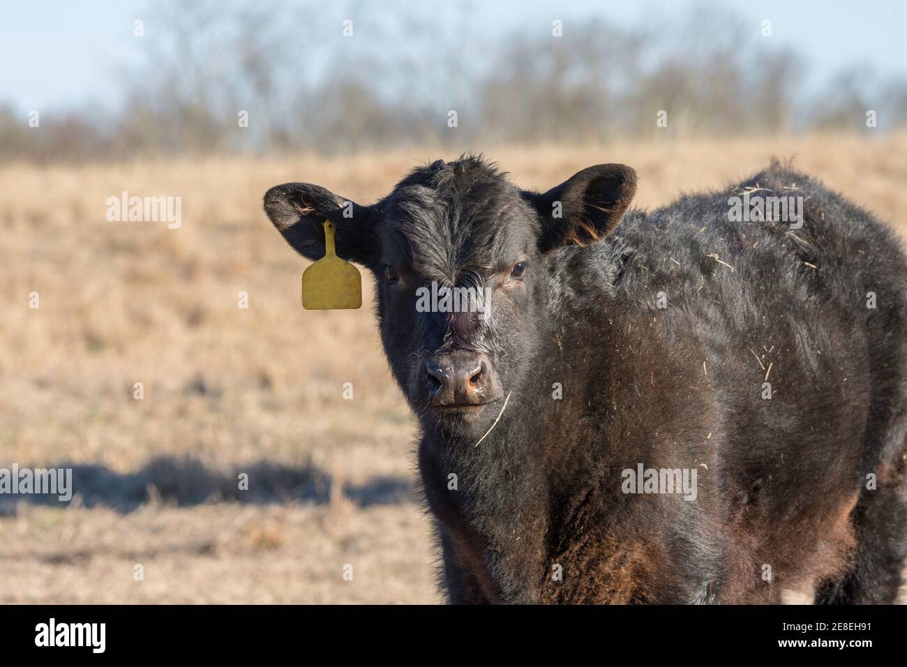 Black Angus with yellow ear tag in dormant bermuda grass field in February Stock Photo