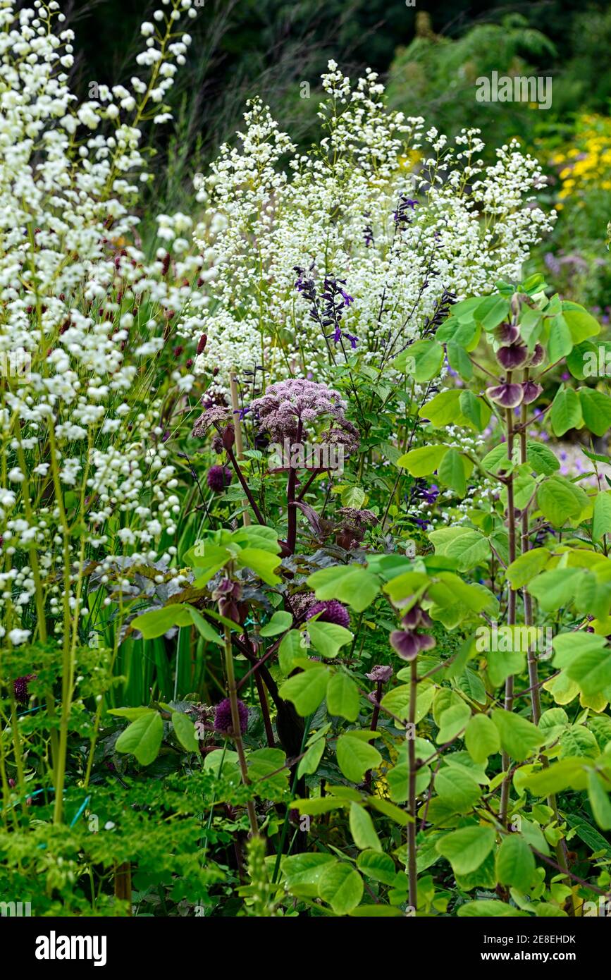 angelica sylvestris purpurea,Thalictrum delavayi Splendide White,Amicia zygomeris,purple flowers,flower,flowering,floriferous,mixed planting scheme,co Stock Photo