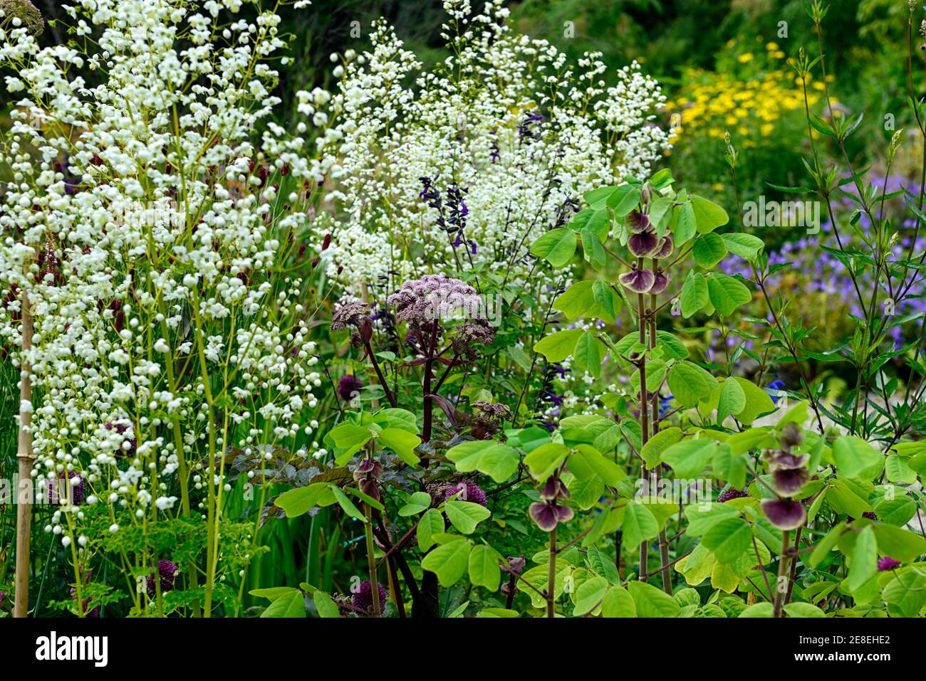 angelica sylvestris purpurea,Thalictrum delavayi Splendide White,Amicia zygomeris,purple flowers,flower,flowering,floriferous,mixed planting scheme,co Stock Photo