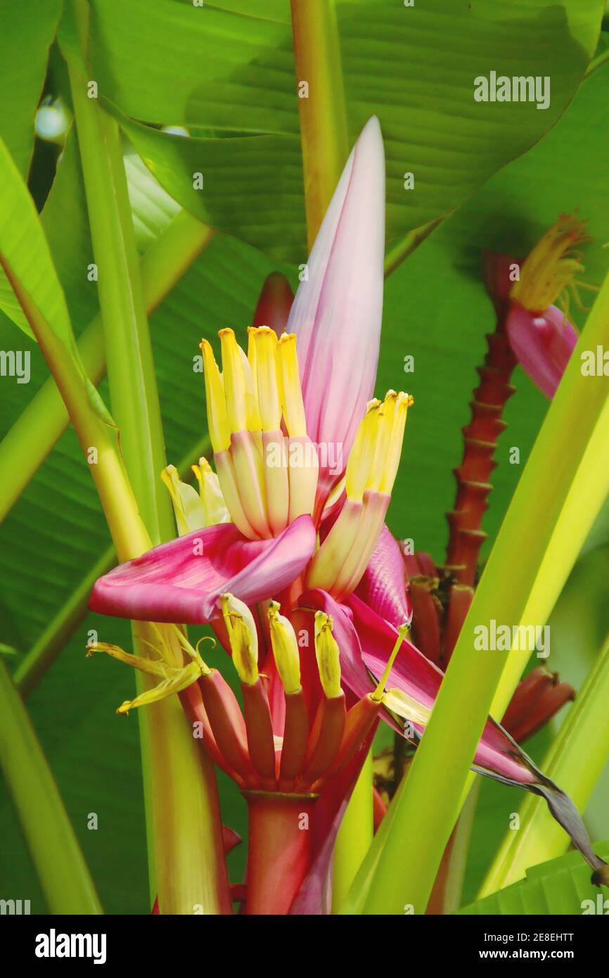 Colorful Ornamental Banana Flower Stock Photo
