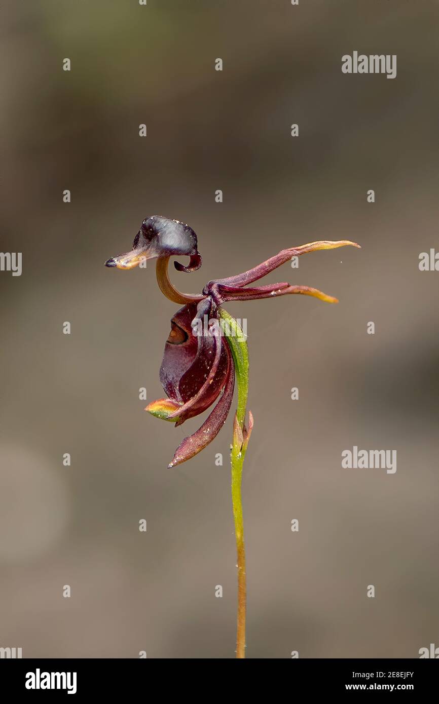 Caleana major (Flying Duck Orchid) - World of Flowering Plants