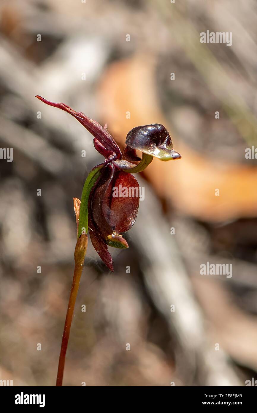 Caleana major, Large Duck-orchid Stock Photo